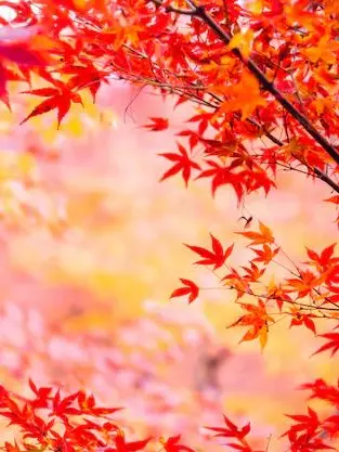 shino-0410의 Quintessence