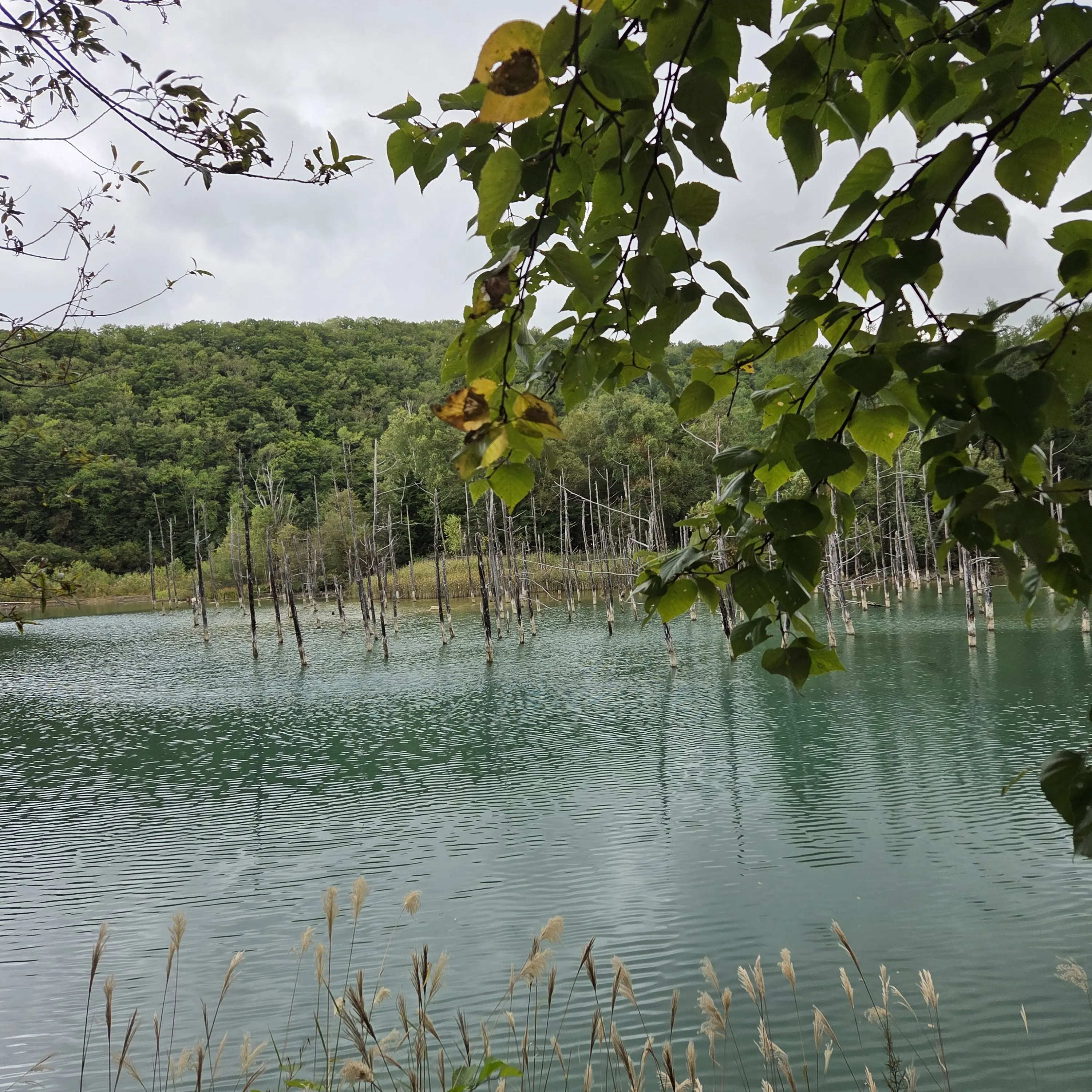 TinyHarp2843의 펜싱은 내 전부라고!(2521 참고)