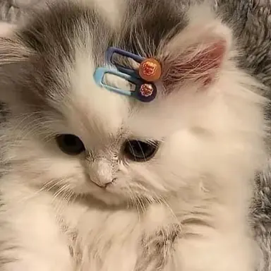 Profile image of 홍챠