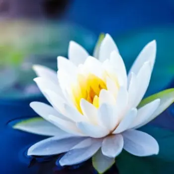 Profile image of 水菜