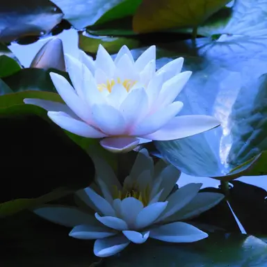 Profile image of 水木
