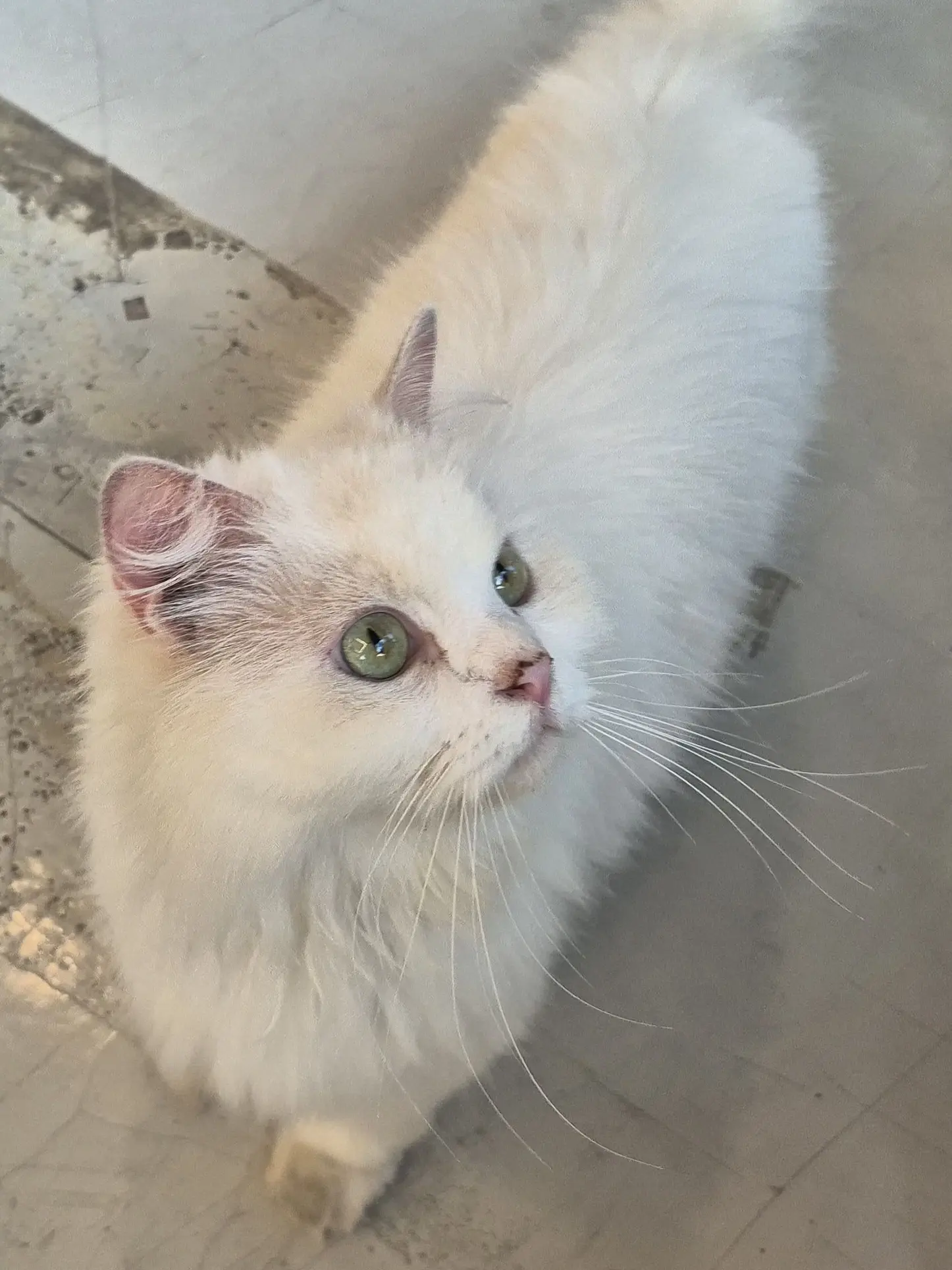 funfuny15의 🐱고양이 카페 놀러가기❗️❗️
