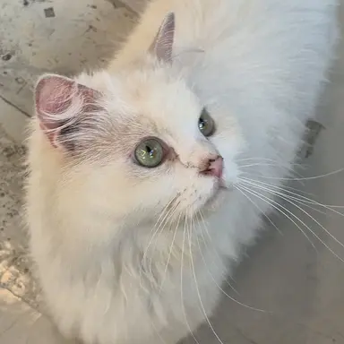 Profile image of 크림