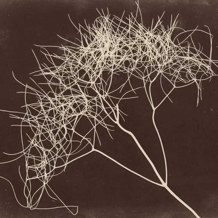 foolishjustification...의 