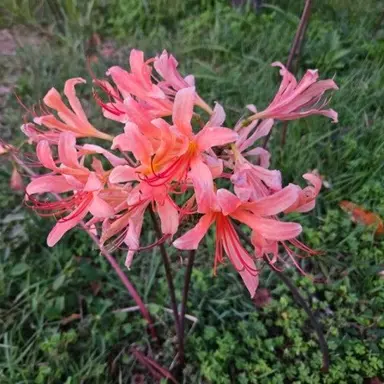 Profile image of 마플