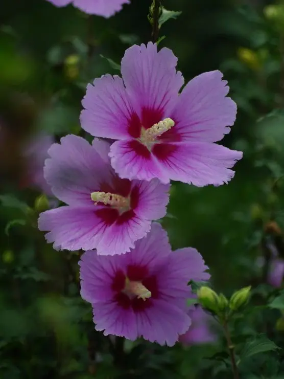 LowSpray6144의 { MIND APPLE }