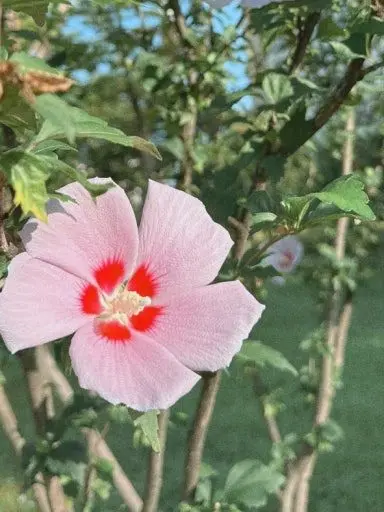 love_teamsalad의 { MIND APPLE }