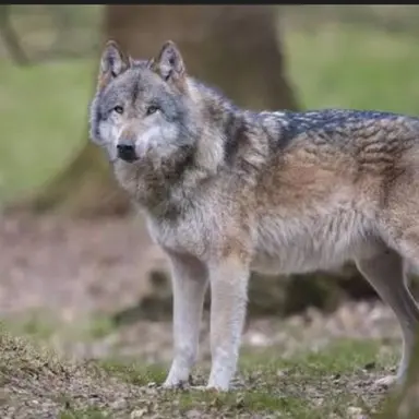 Profile image of 늑대