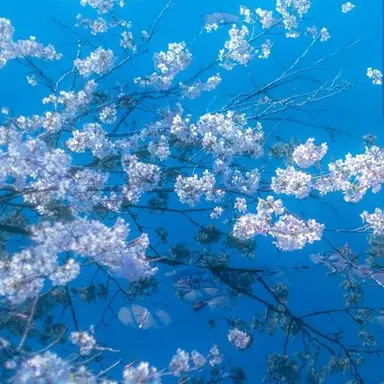 Profile image of 平野紫耀