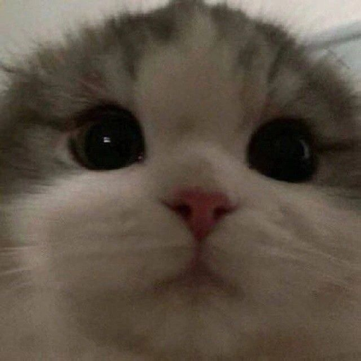한채영 대표 이미지
