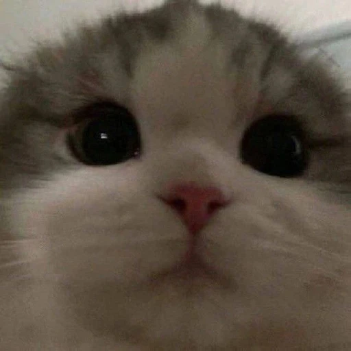 한채영