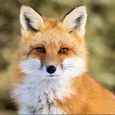 Profile image of 여우들