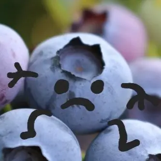 Profile image of Blueberry