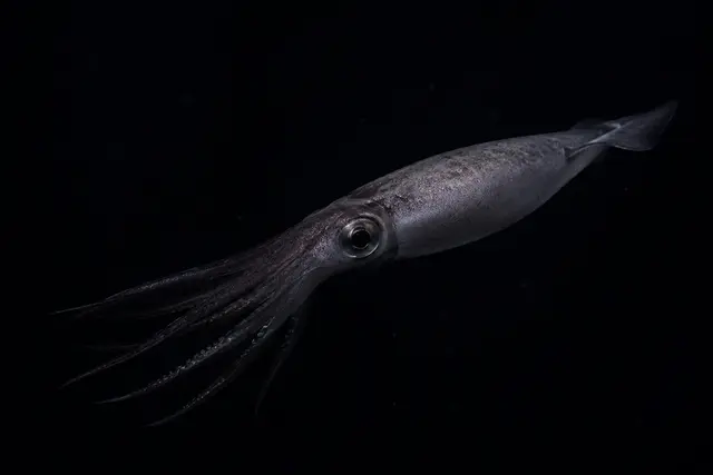Profile image of 오징어