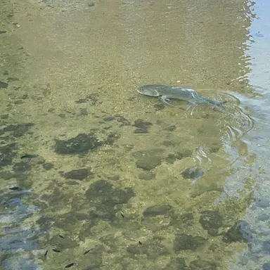 Profile image of スレ民