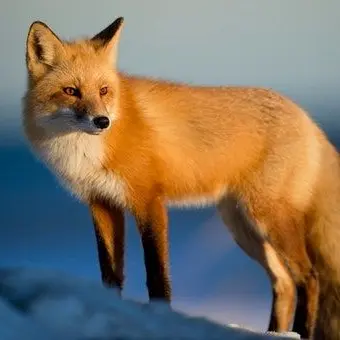 Profile image of 여우