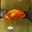 らん