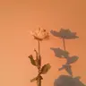Profile image of 코마