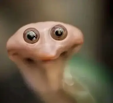 Profile image of Dandys World Vore