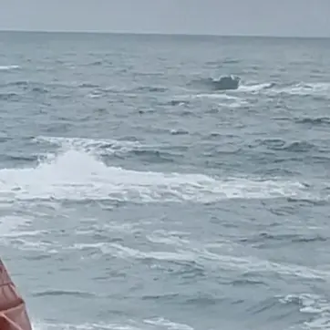 Profile image of 댄디의 세계합더몬헌