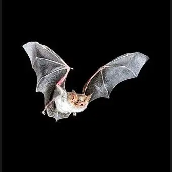 Profile image of 박쥐