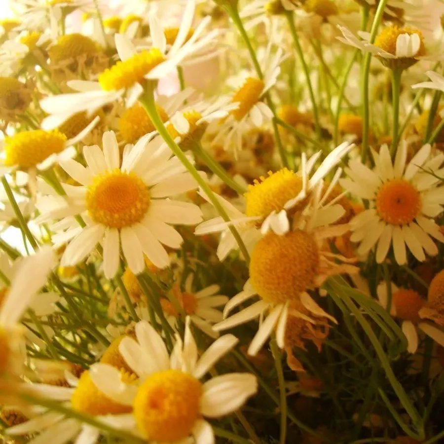 Kangdagyeomwife의 생일선물