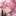 桜波 日向
