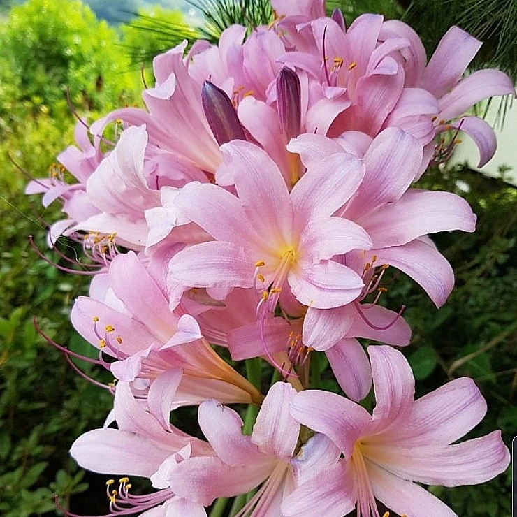 산