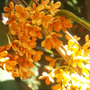 Profile image of 금선