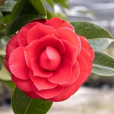 Profile image of 칠영사