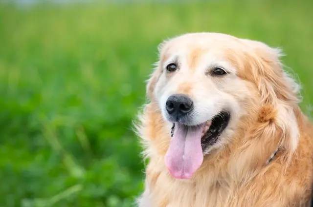 Profile image of 누렁이