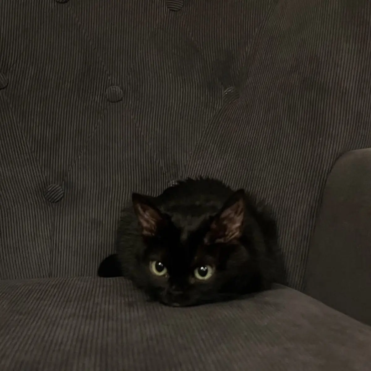 jr_tnk3의 わたしのねこちゃん
