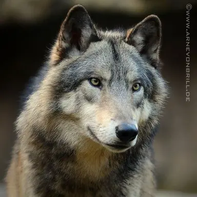 Profile image of 늑대