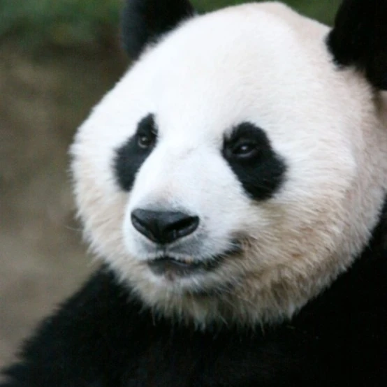 강바오🐼