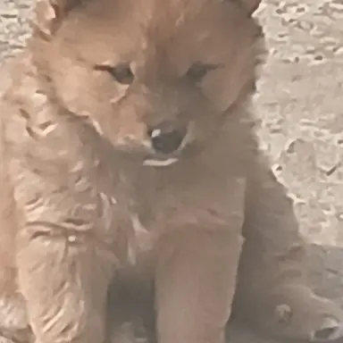 Profile image of 천장미