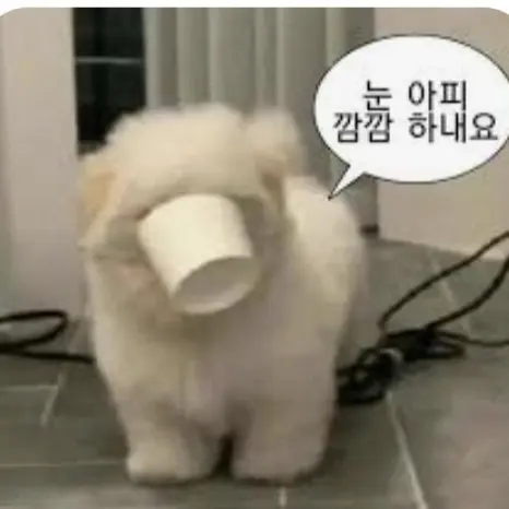 CreamYak2021의 당신은 냐옹이! 근데 존잘일진 고양이