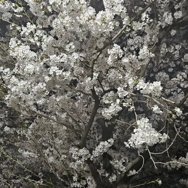 Profile image of 양현종