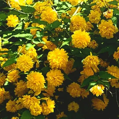 Profile image of 쪼만