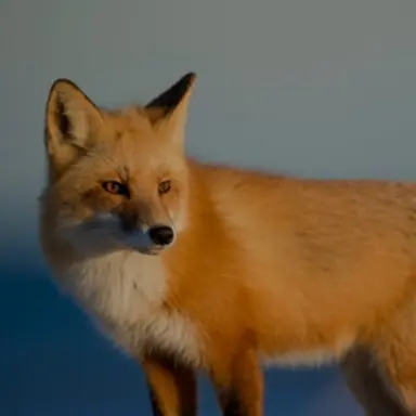 Profile image of 여우