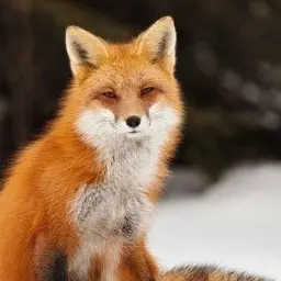 Profile image of 여우