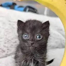 UglyThumb1735의 Bench Side Rescue