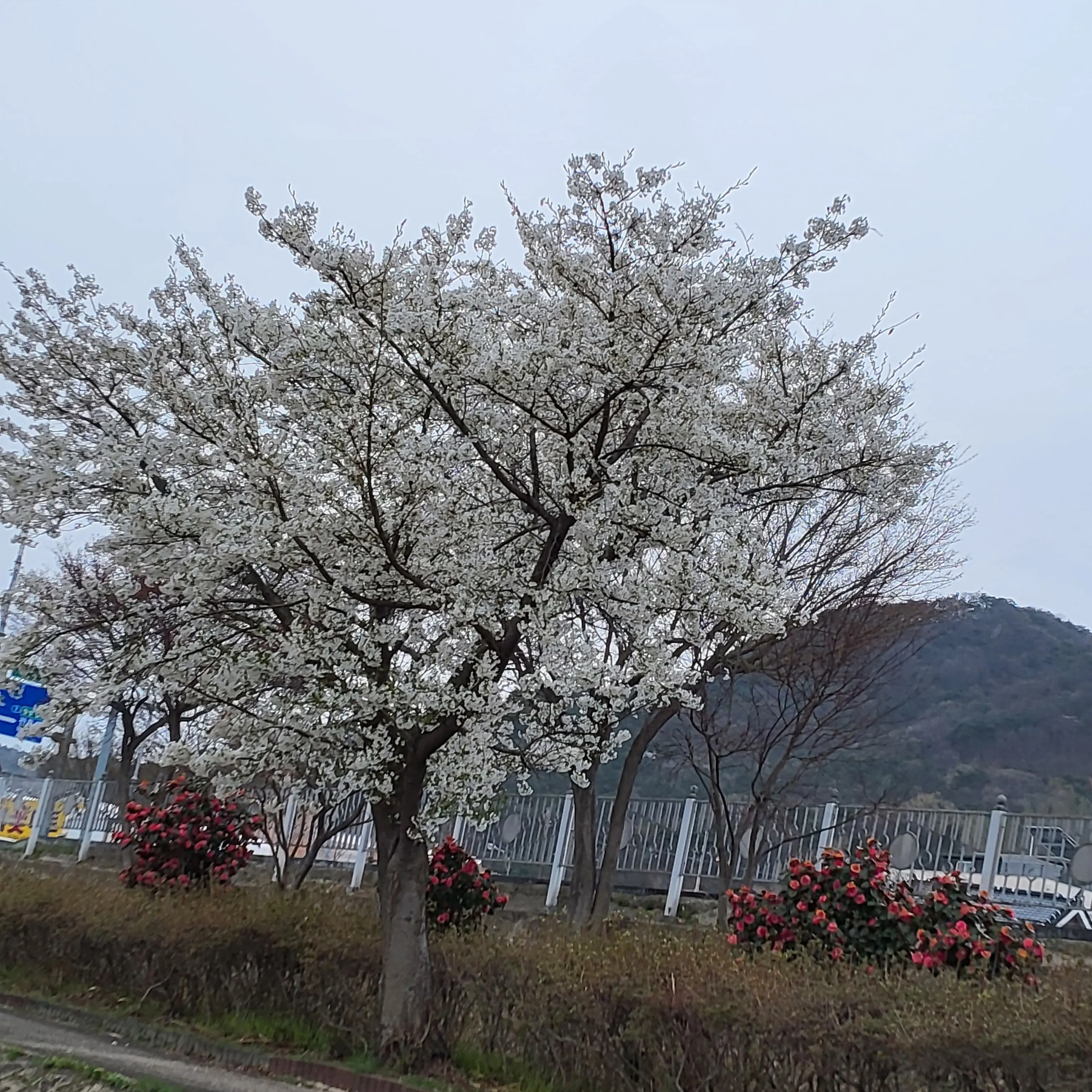 Hoit-jja의 당신은 료미 입니다.