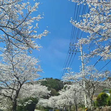 Profile image of 조백호