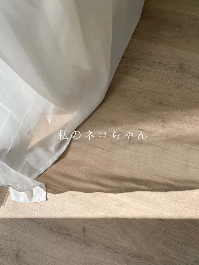 momosumomo04의 私のネコちゃん