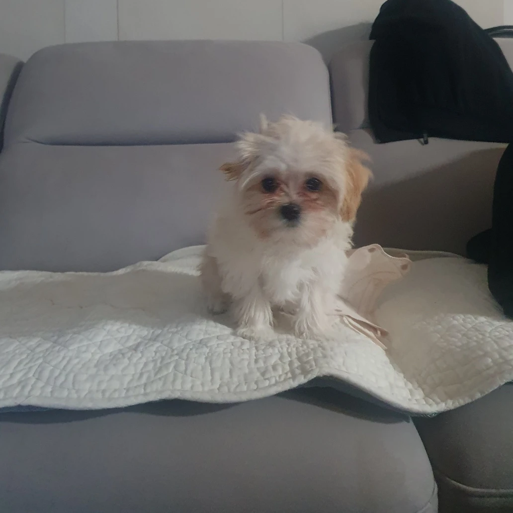 콩이