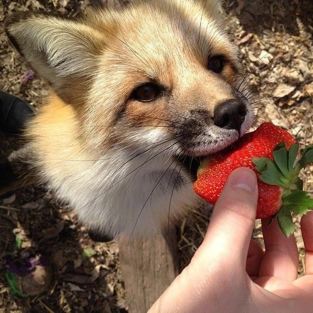 양정인