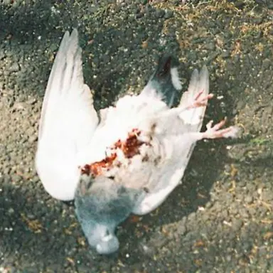 Profile image of ㅗ