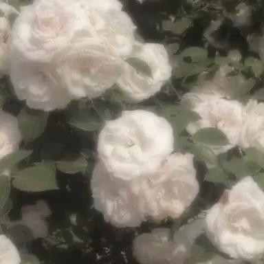 Profile image of 로베