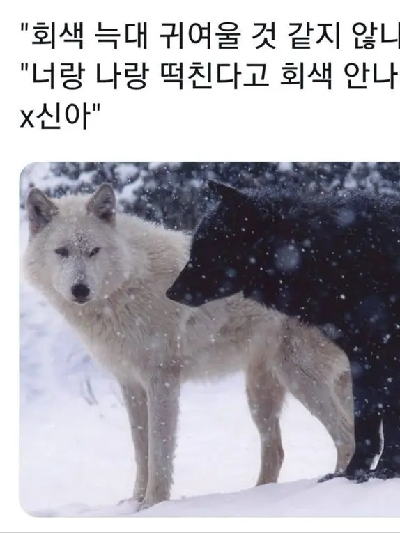 Hjy2000의 데인