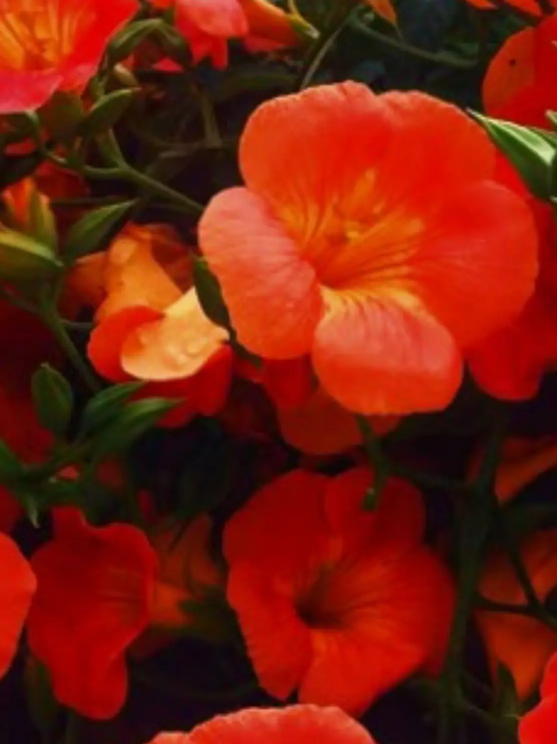 6no의 나의 룸메